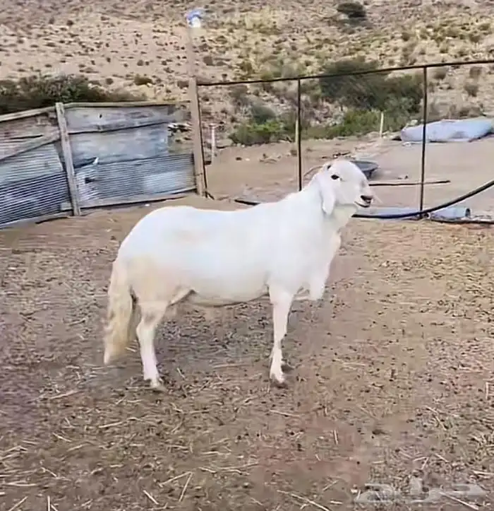 فحل سواكن مطور صنف 1