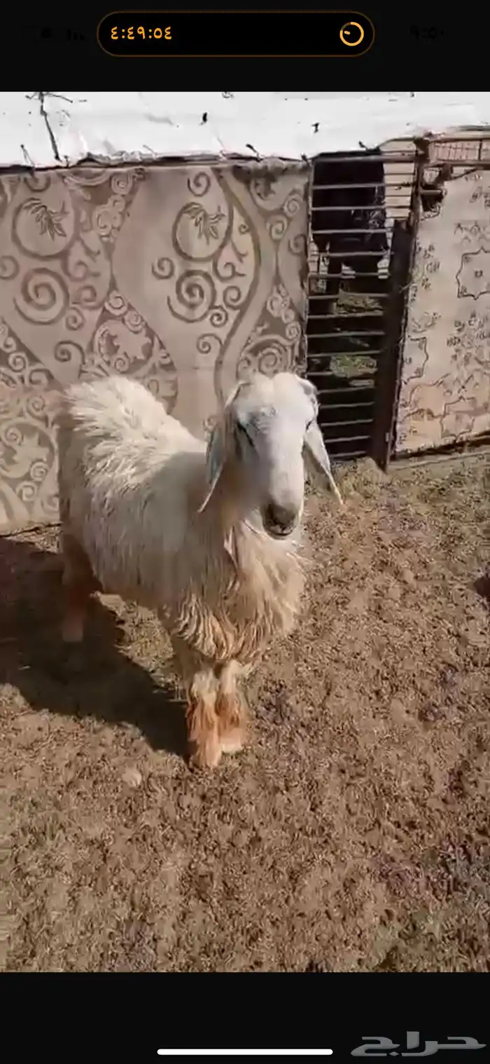 للبيع خروف نجدي عيسي ثني مشروط القريع والنسف 0