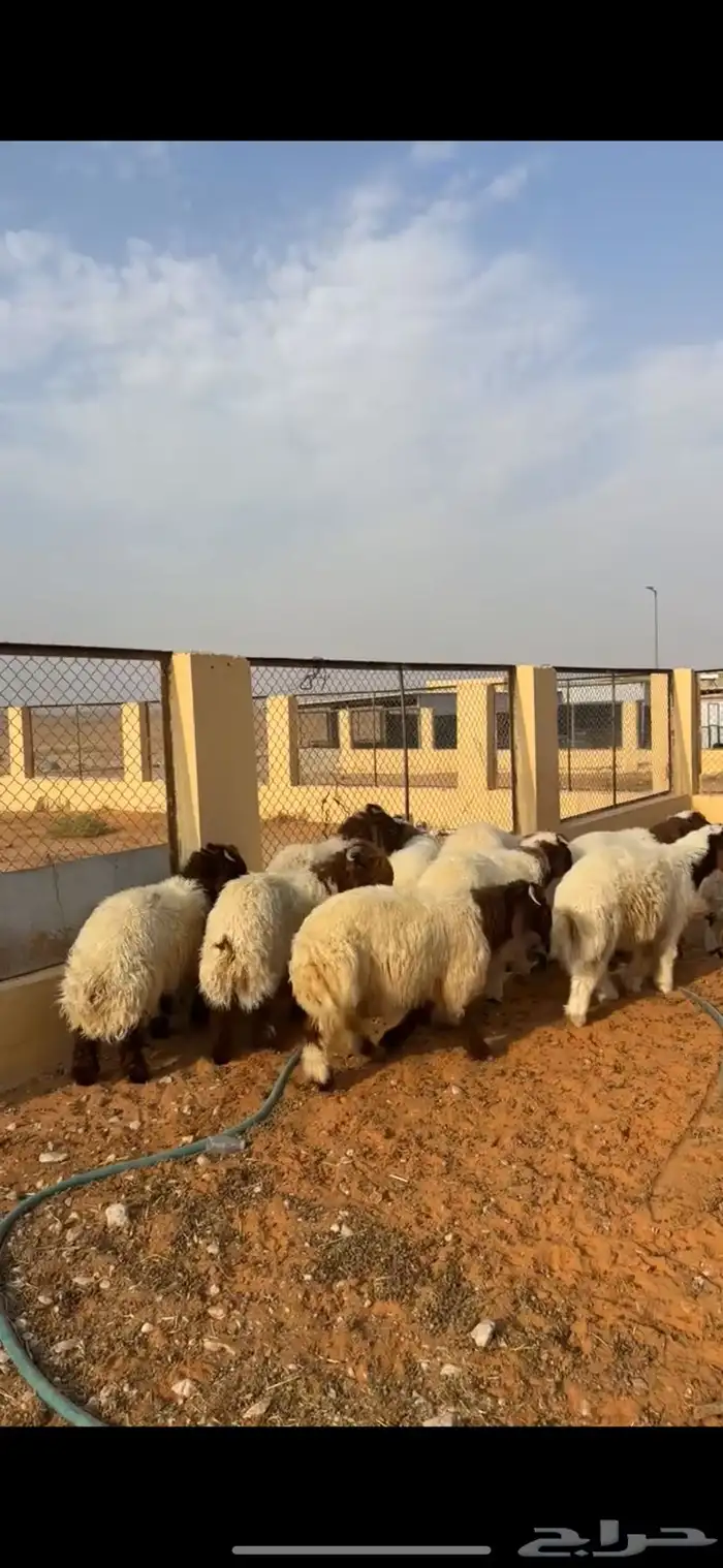 خرفان نعيم 4