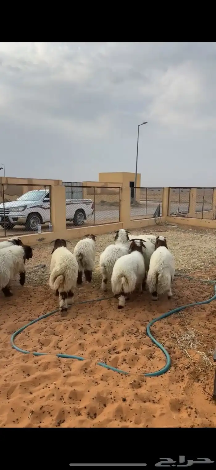 خرفان نعيم 3