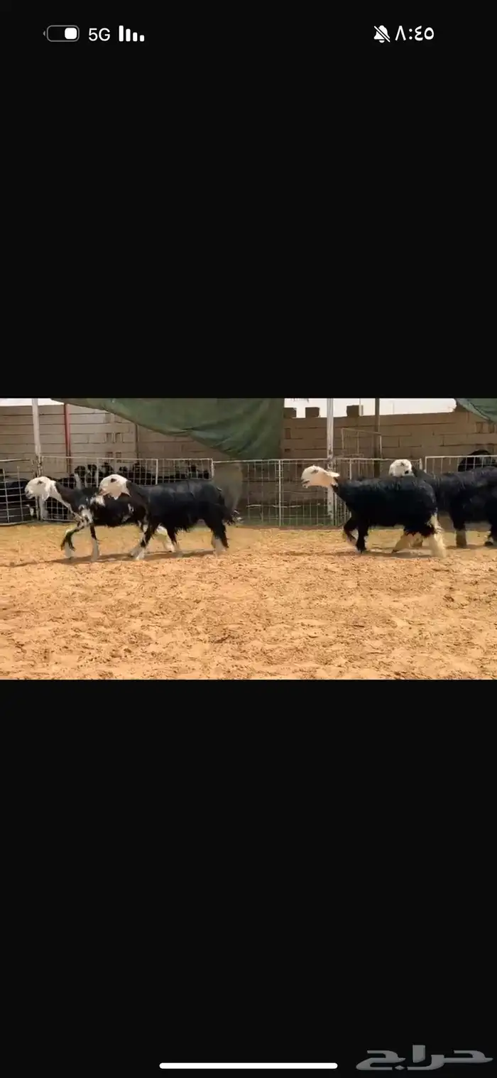 عرض بيع جذعات وثنوات فحص سونار 1