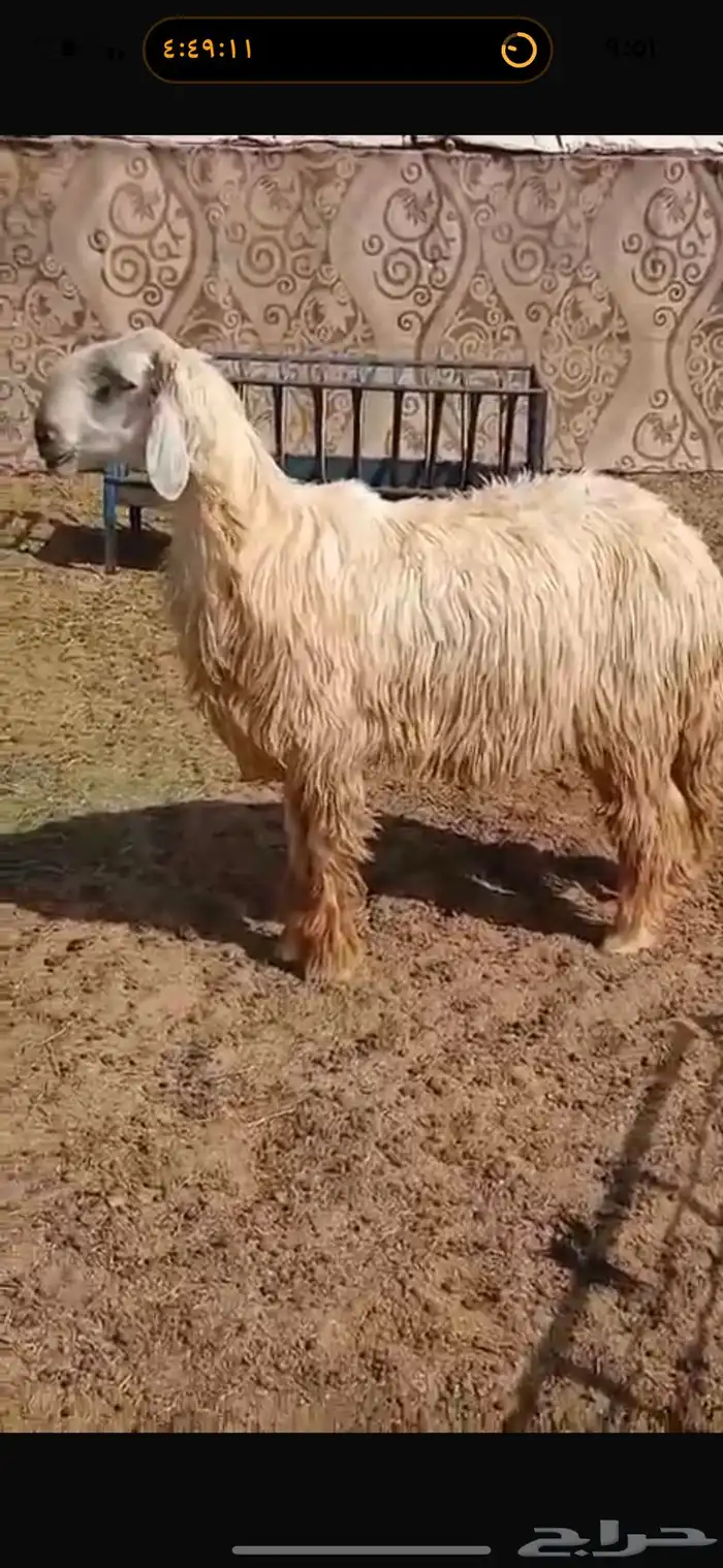 للبيع خروف نجدي عيسي ثني مشروط القريع والنسف 4