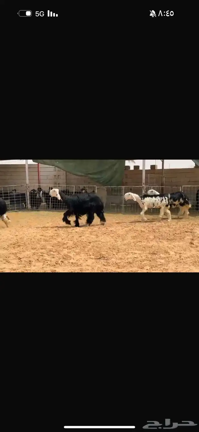 عرض بيع جذعات وثنوات فحص سونار 0