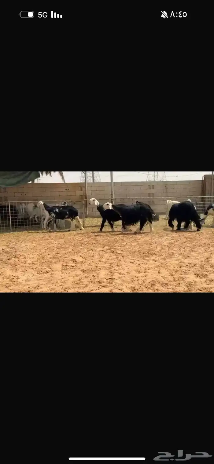 عرض بيع جذعات وثنوات فحص سونار 2