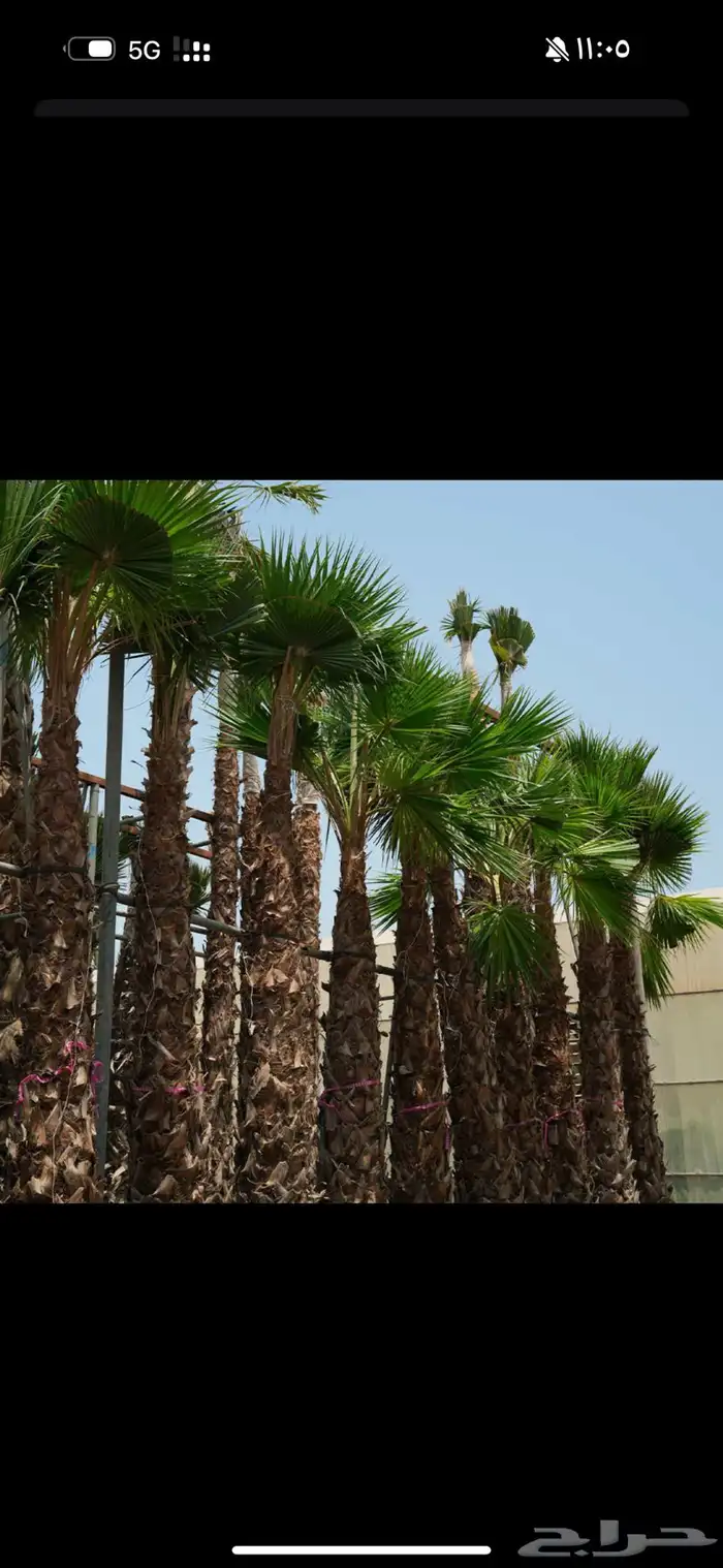 شجر واشنطانيا 0
