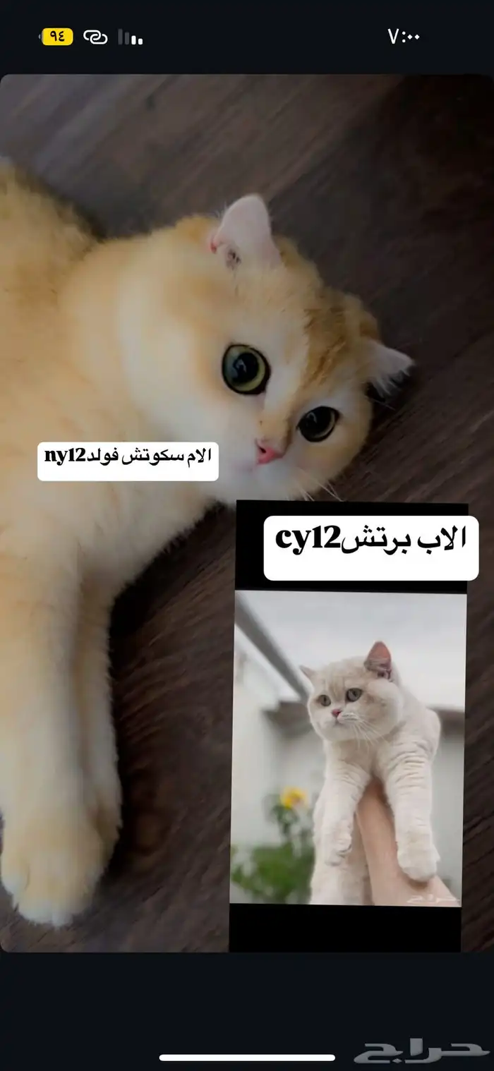 بيع قطط سكوتش تم البيع 4