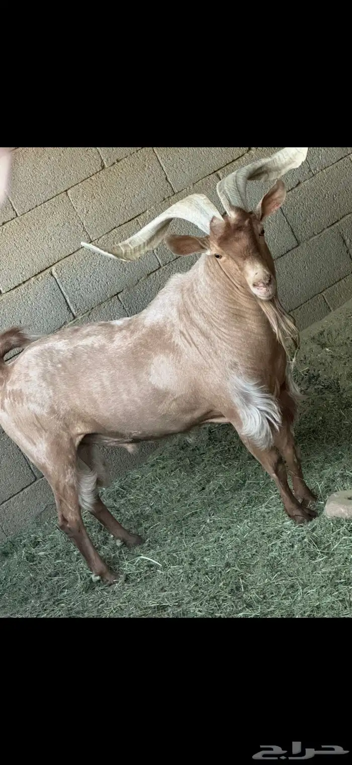 تيسس ولد وعل اللون ادهم 0