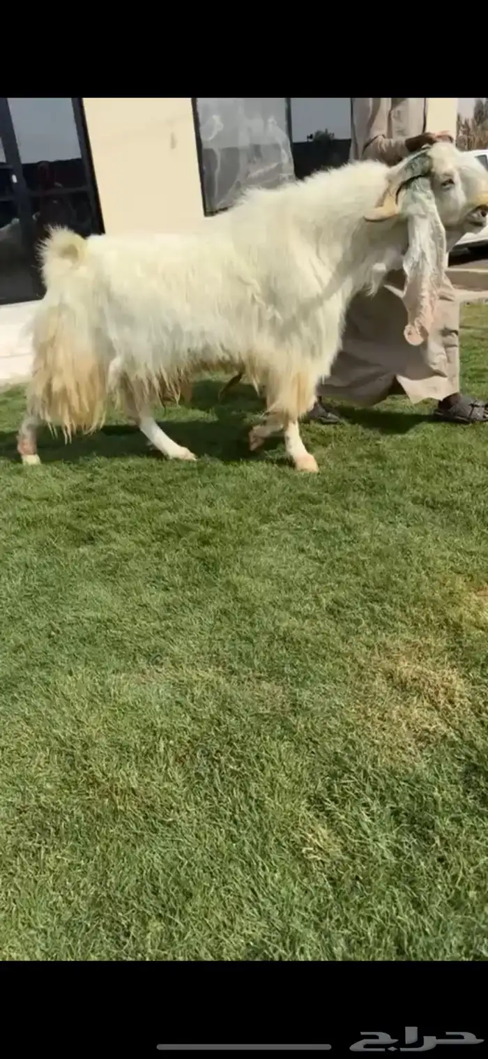 للبيع تيس مطور ابيض خصصصم 0