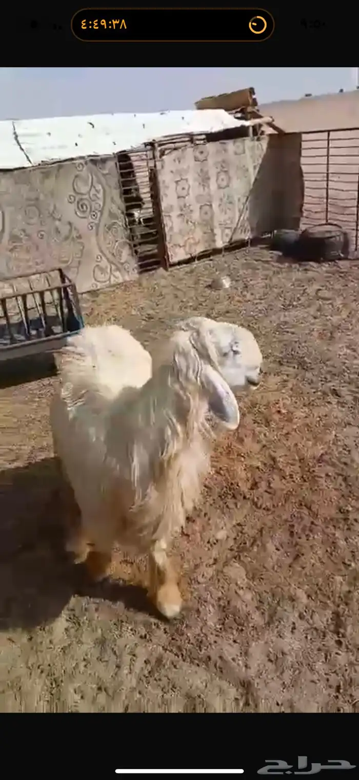 للبيع خروف نجدي عيسي ثني مشروط القريع والنسف 3