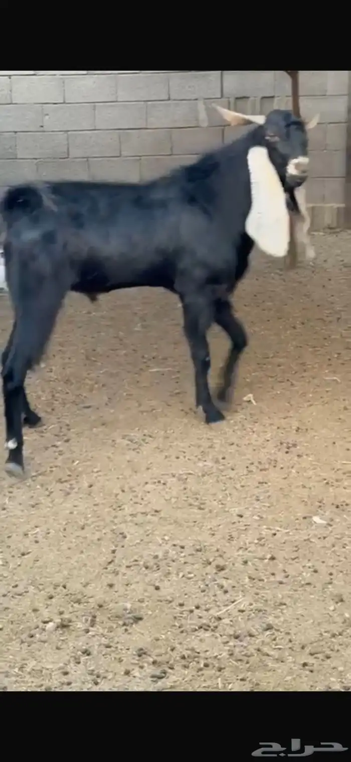 للبيع تيس معرف 3