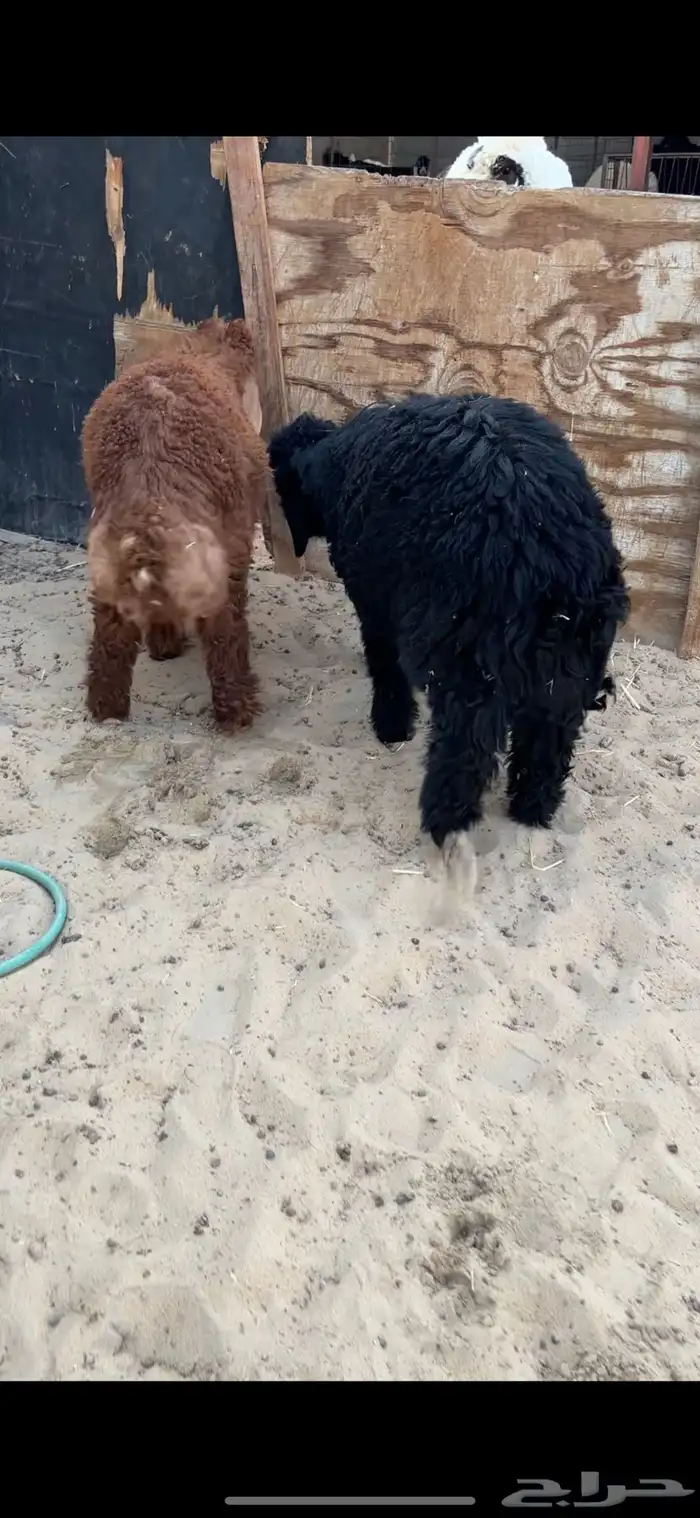 ذبايح عرب 1