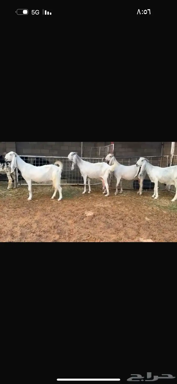 عرض بيع معز مطوره 4
