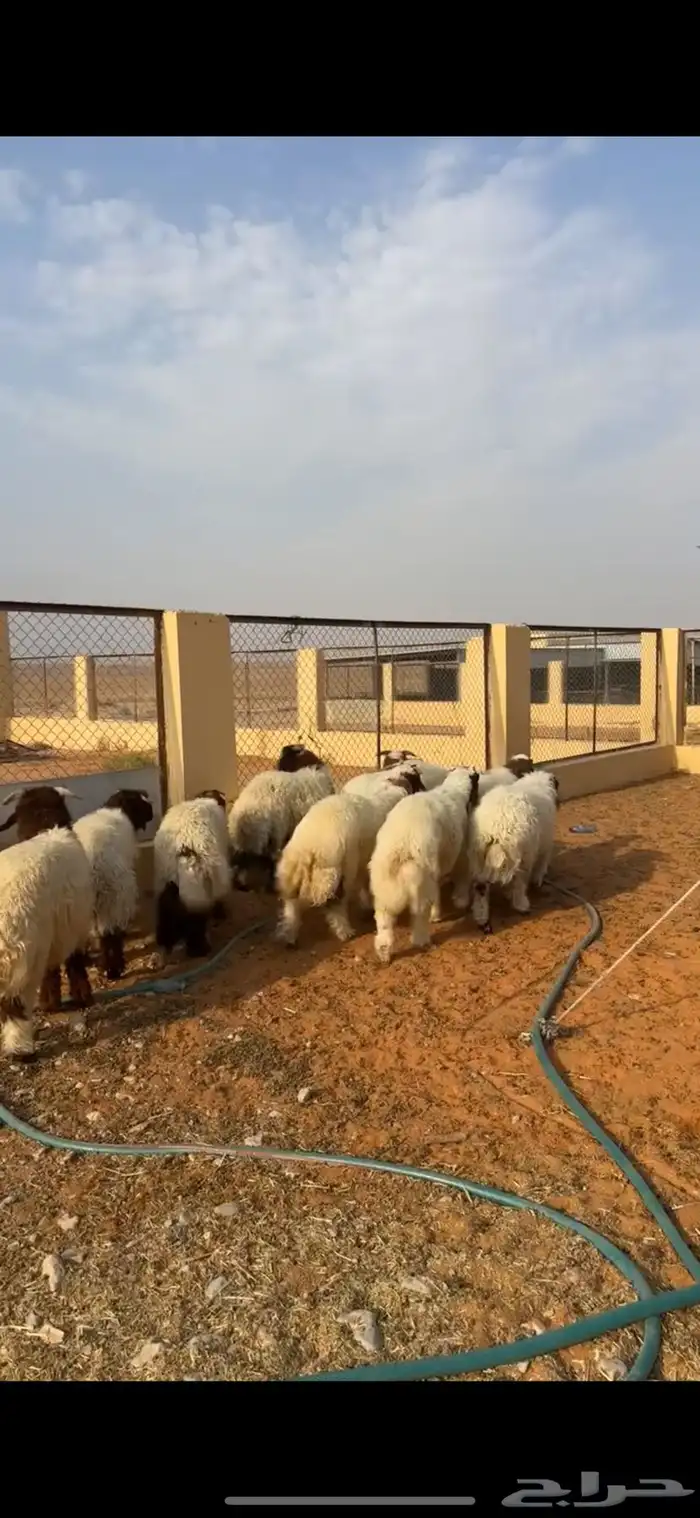 خرفان نعيم 0