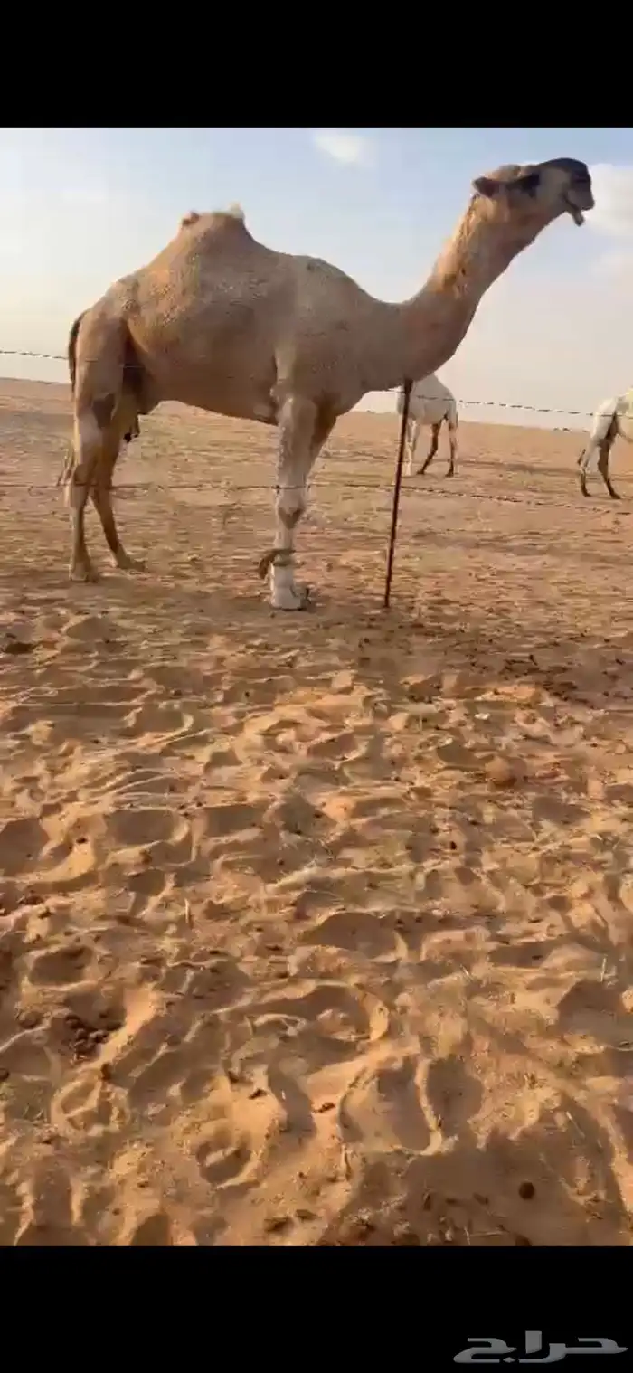 للبيع بعير علياني جده عليان الهرش بعير الامير   سلطان محمد 1