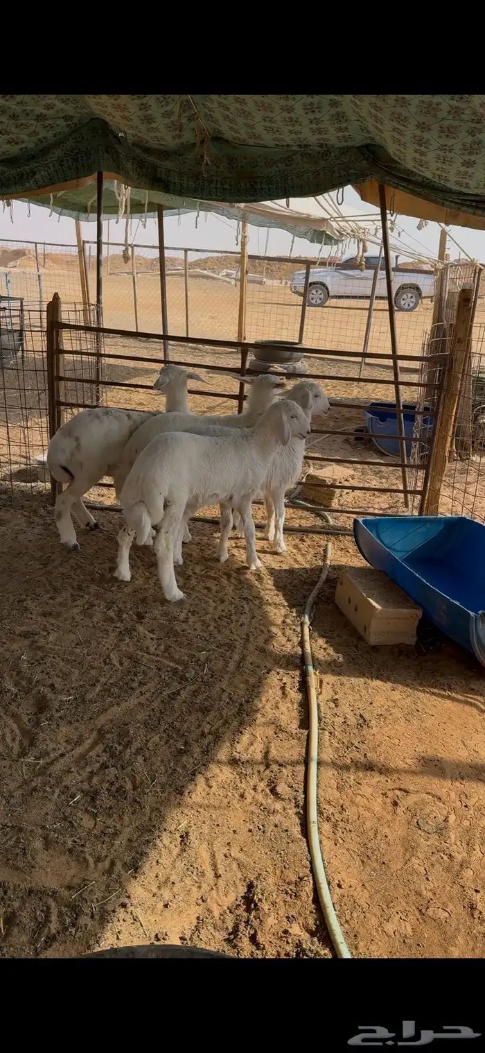 هرافا حري فل شحم وعلف شرط 2