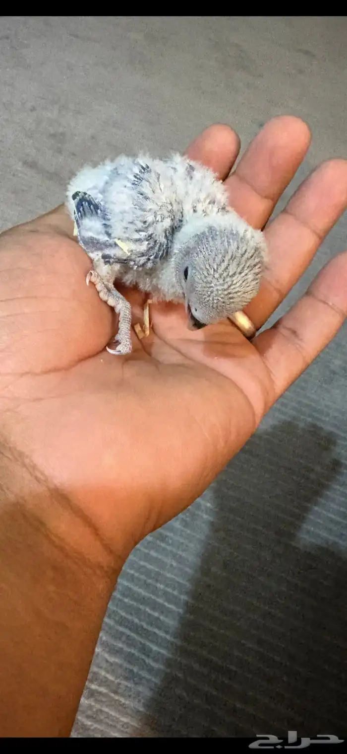 فرخ روز (تم البيع) 2