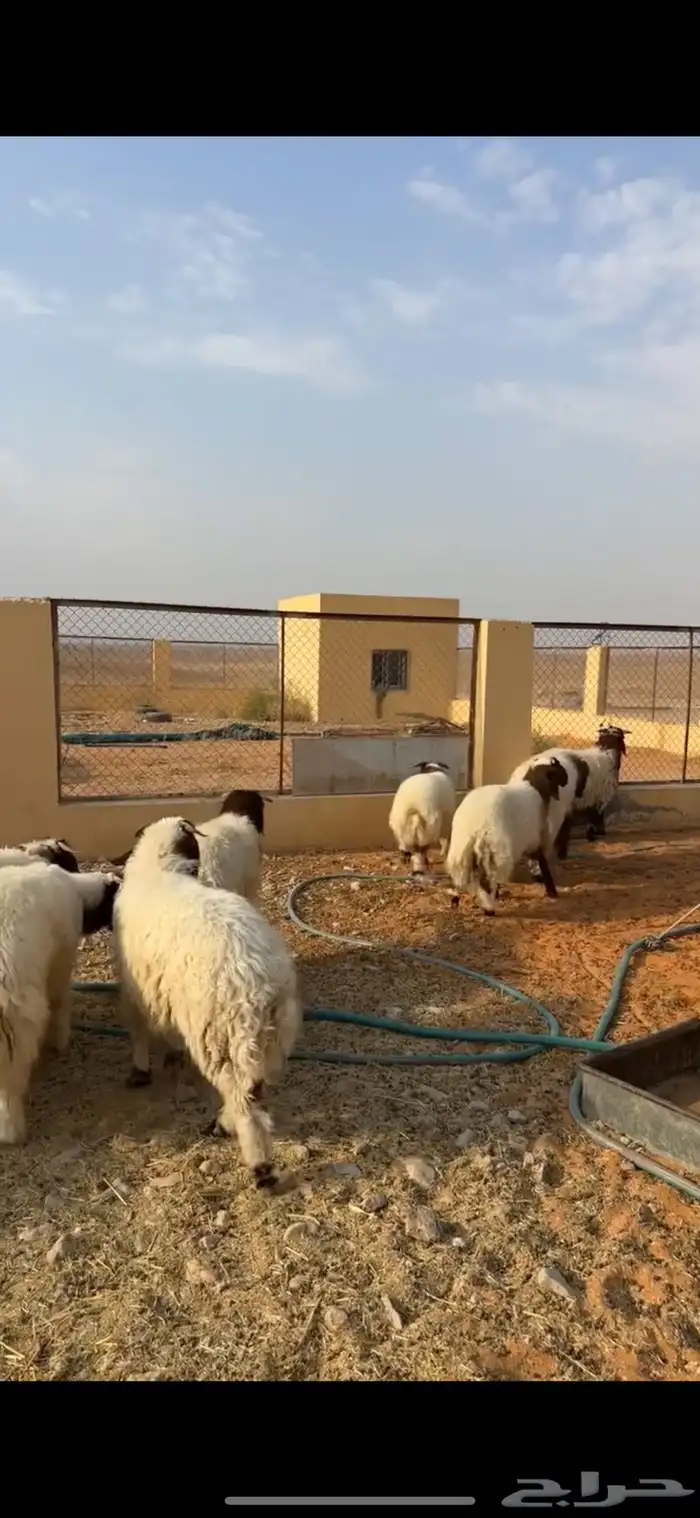خرفان نعيم 5
