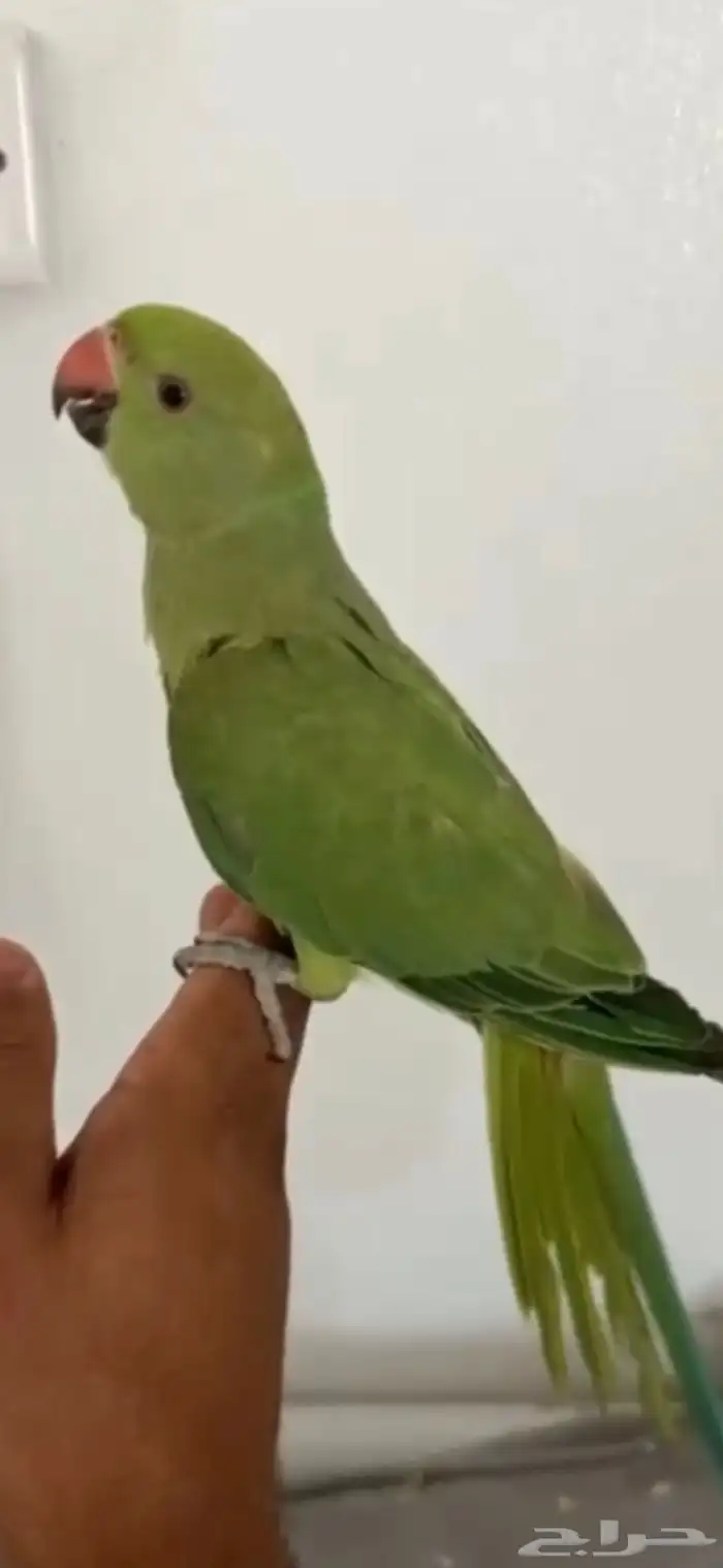 تم البيع 1
