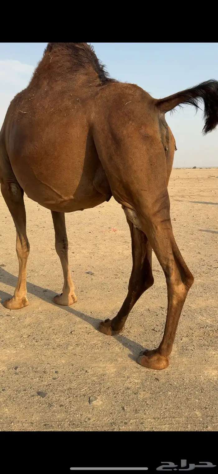 ناقة ملاقي ساحلية للبيع 2