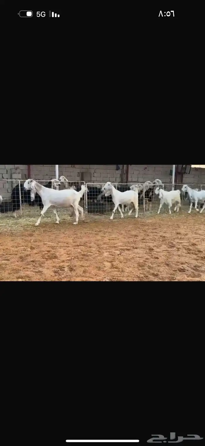 عرض بيع معز مطوره 2