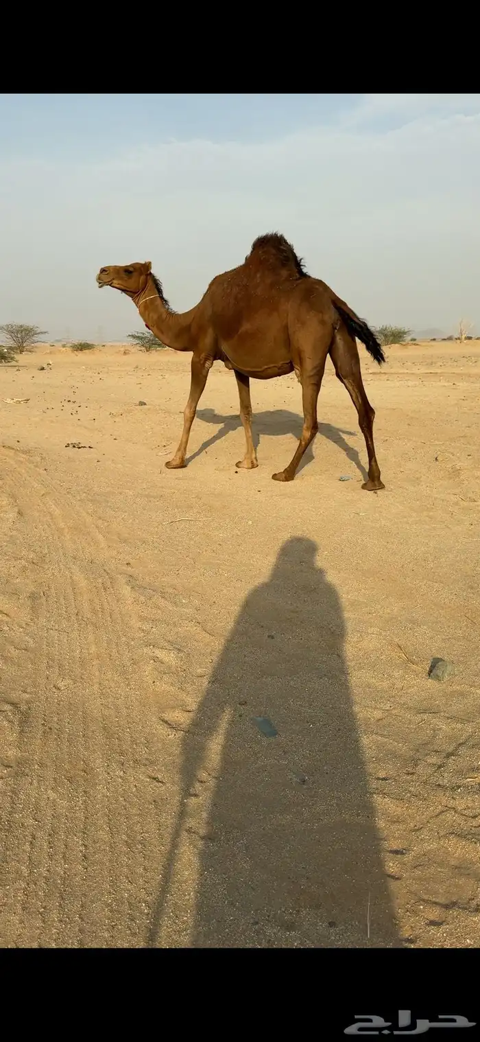ناقة ملاقي ساحلية للبيع 0