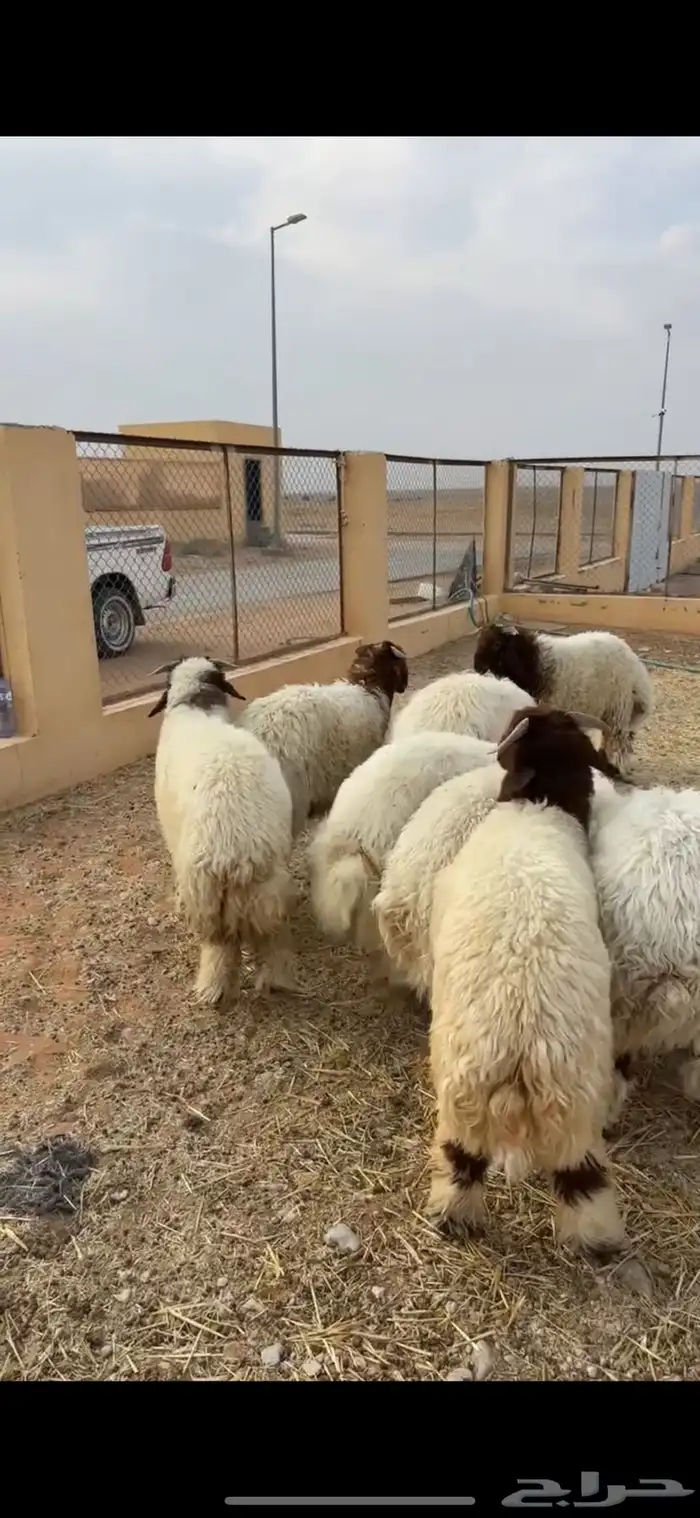 خرفان نعيم 1