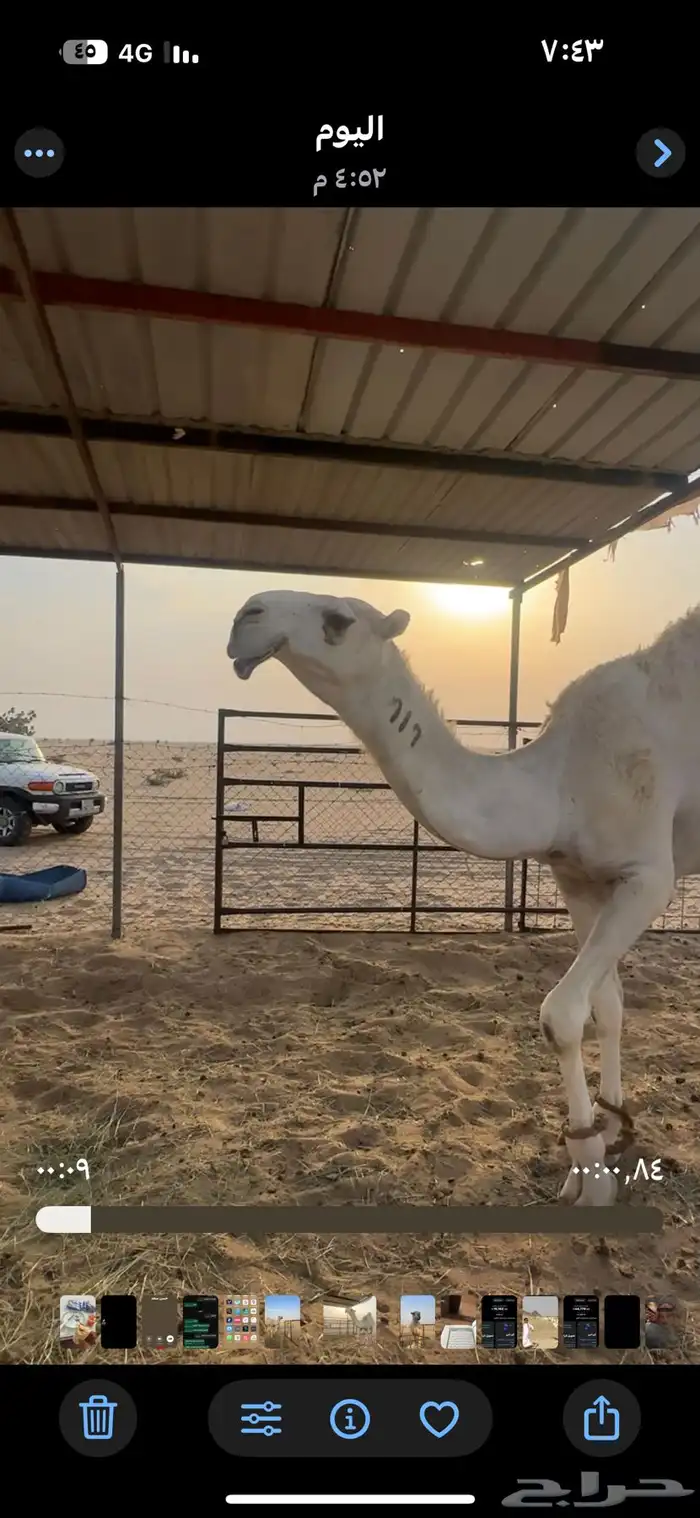 قعود تمامي حق 0