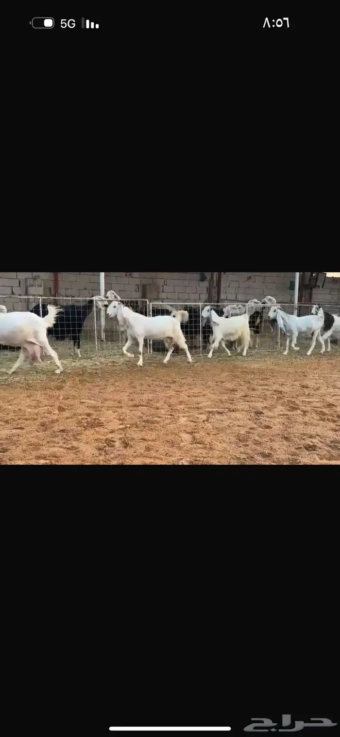 عرض بيع معز مطوره 1