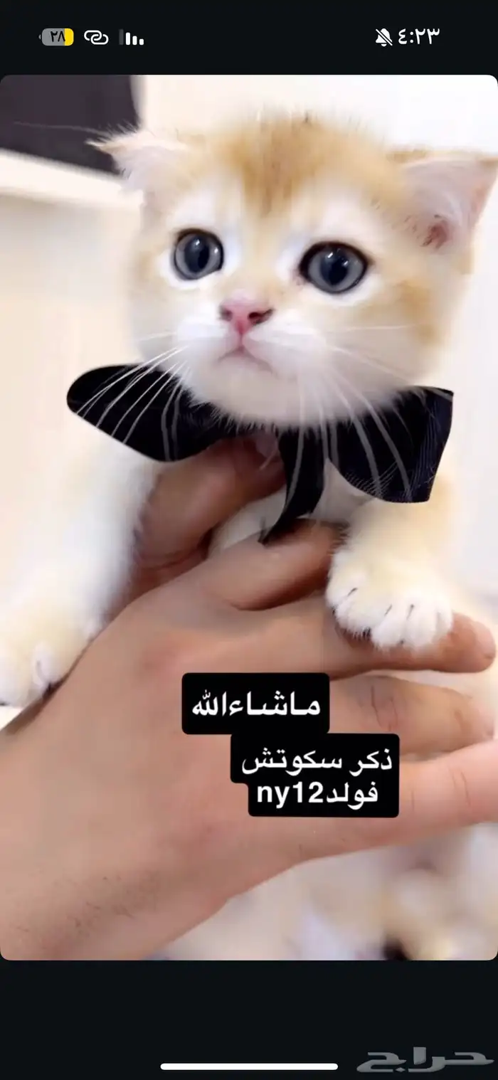 بيع قطط سكوتش تم البيع 2