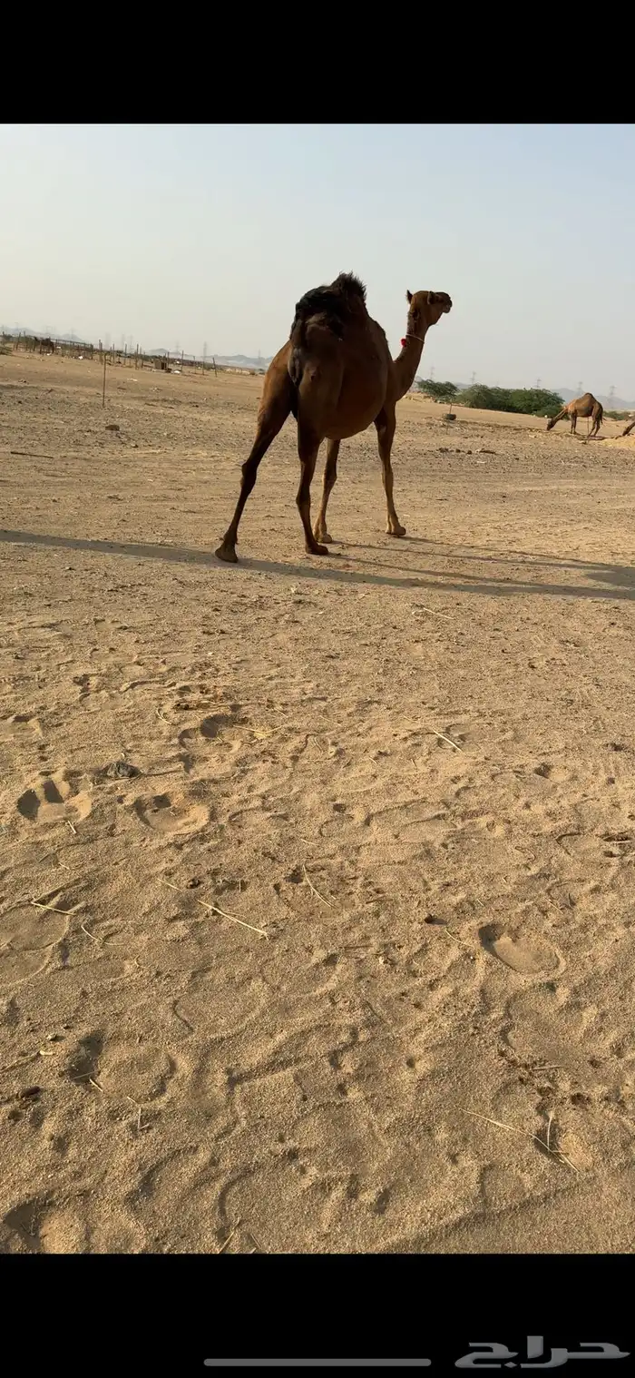 ناقة ملاقي ساحلية للبيع 4