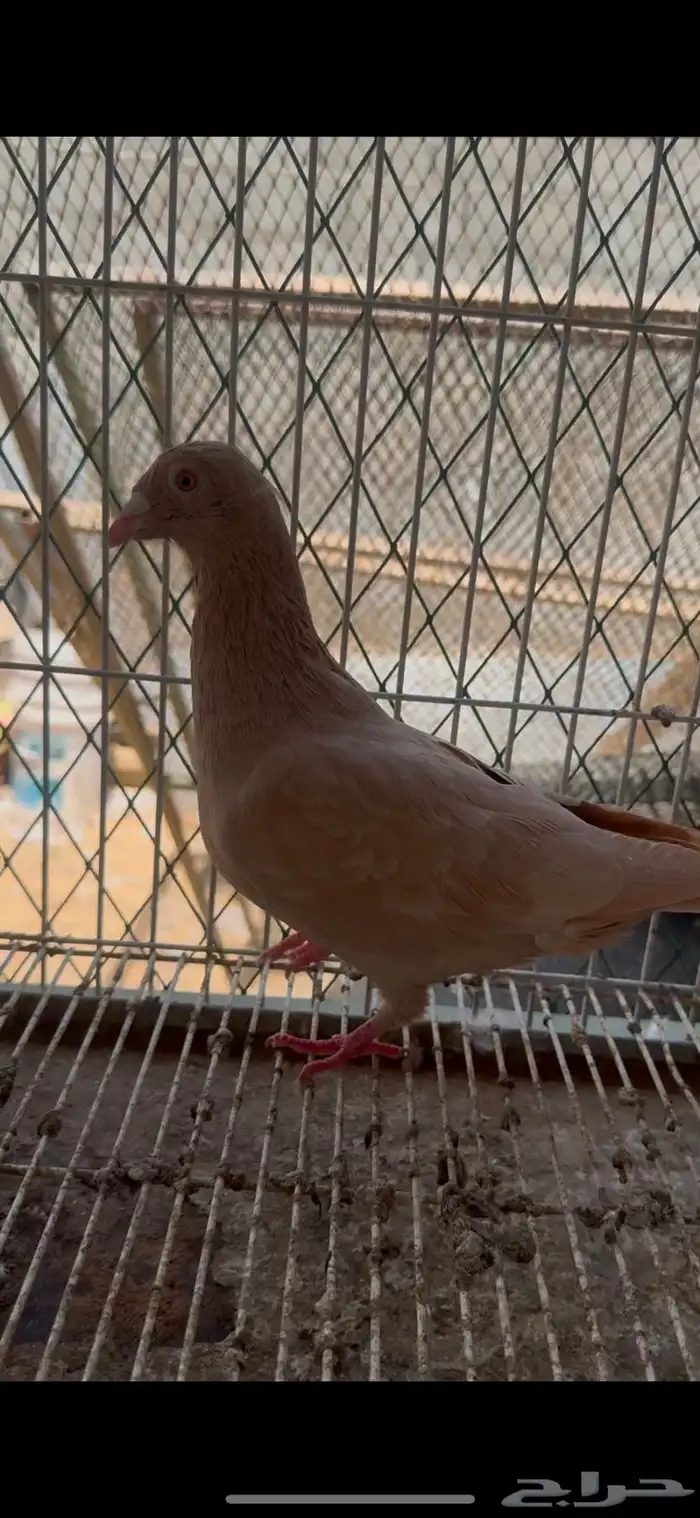 جوز زاجل اصفر 2