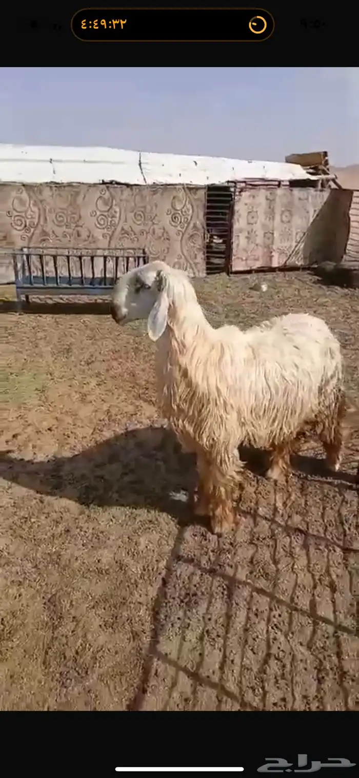 للبيع خروف نجدي عيسي ثني مشروط القريع والنسف 6