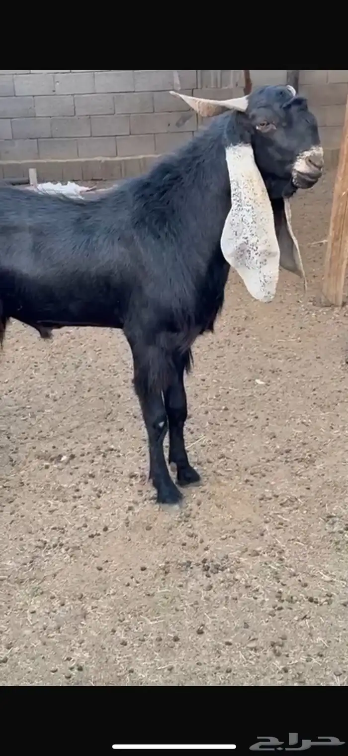 للبيع تيس معرف 0