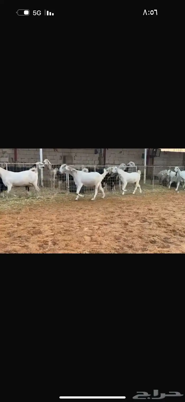 عرض بيع معز مطوره 3