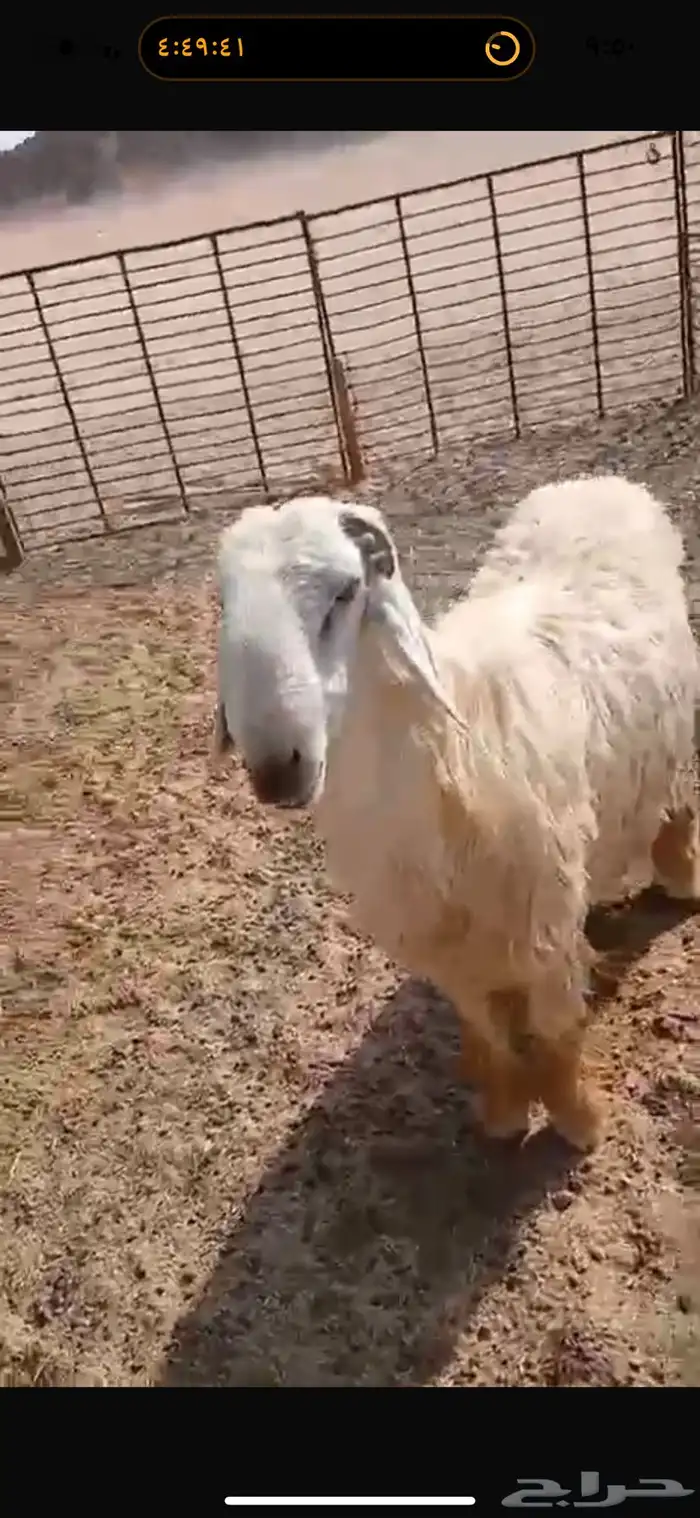 للبيع خروف نجدي عيسي ثني مشروط القريع والنسف 2