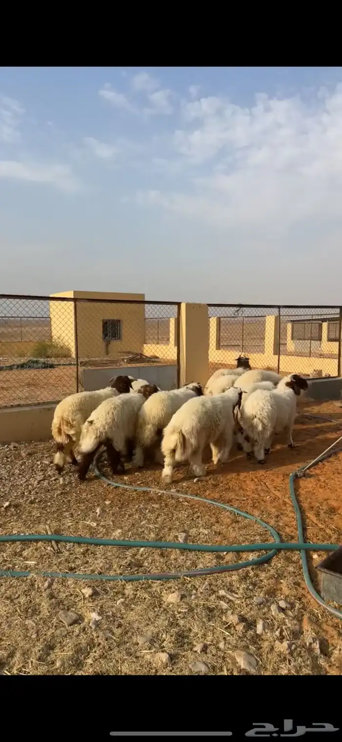 خرفان نعيم 6