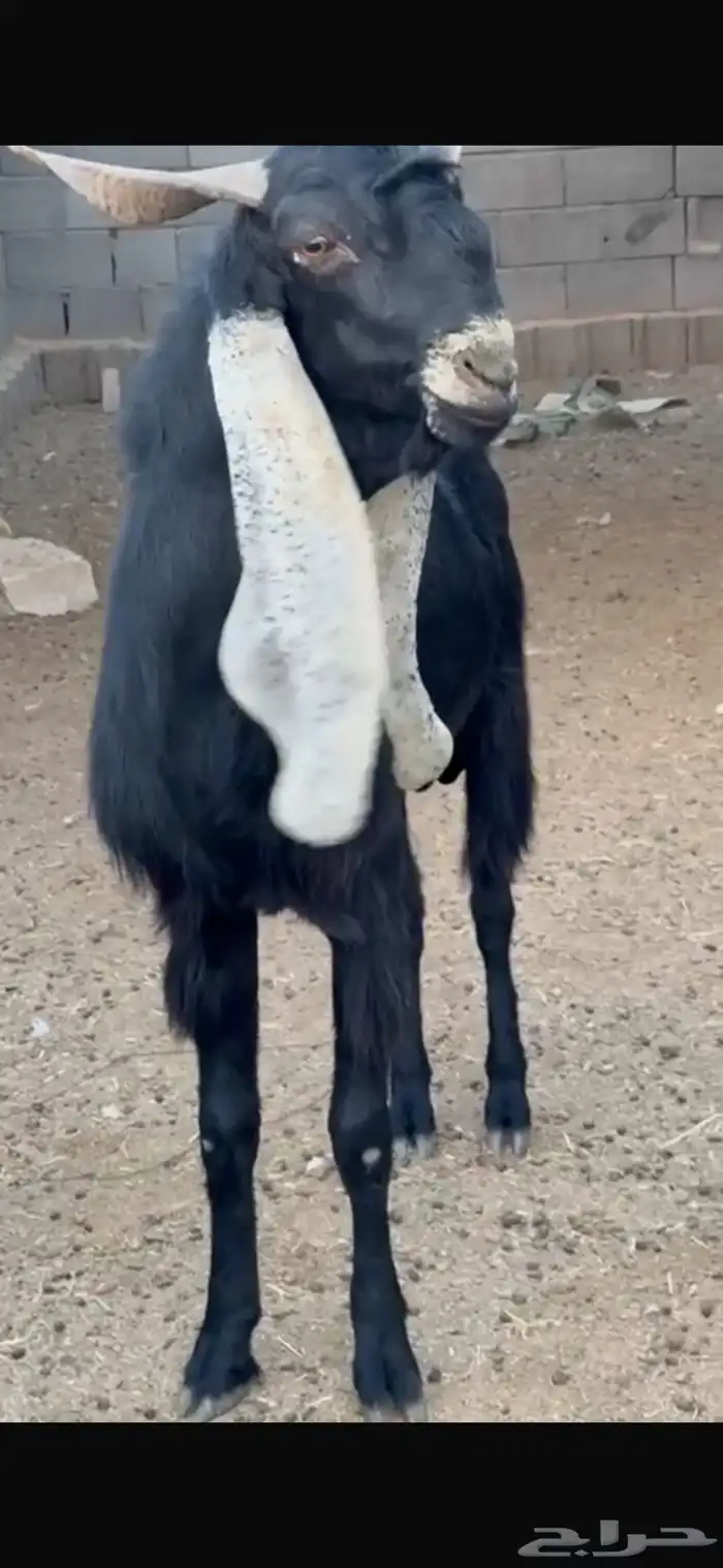 للبيع تيس معرف 1