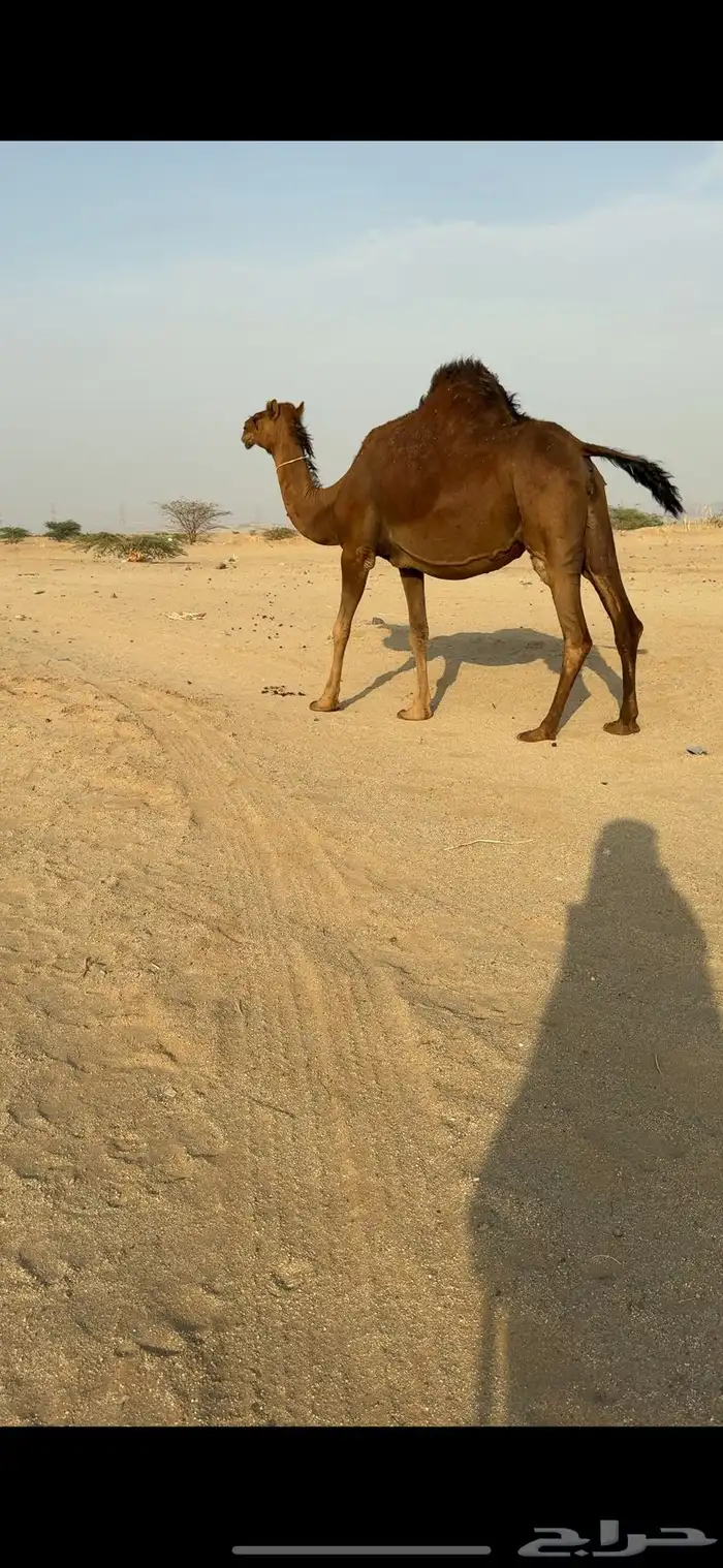 ناقة ملاقي ساحلية للبيع 3