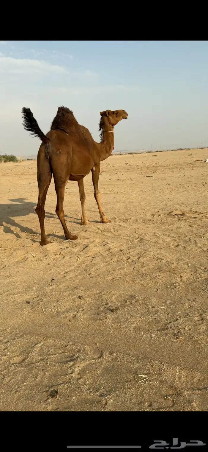 ناقة ملاقي ساحلية للبيع 1