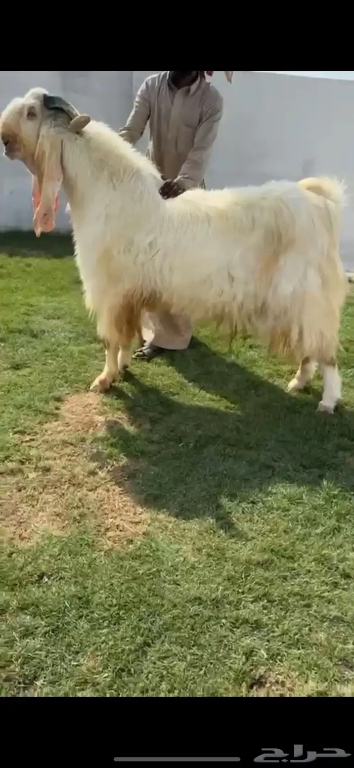 للبيع تيس مطور ابيض خصصصم 1