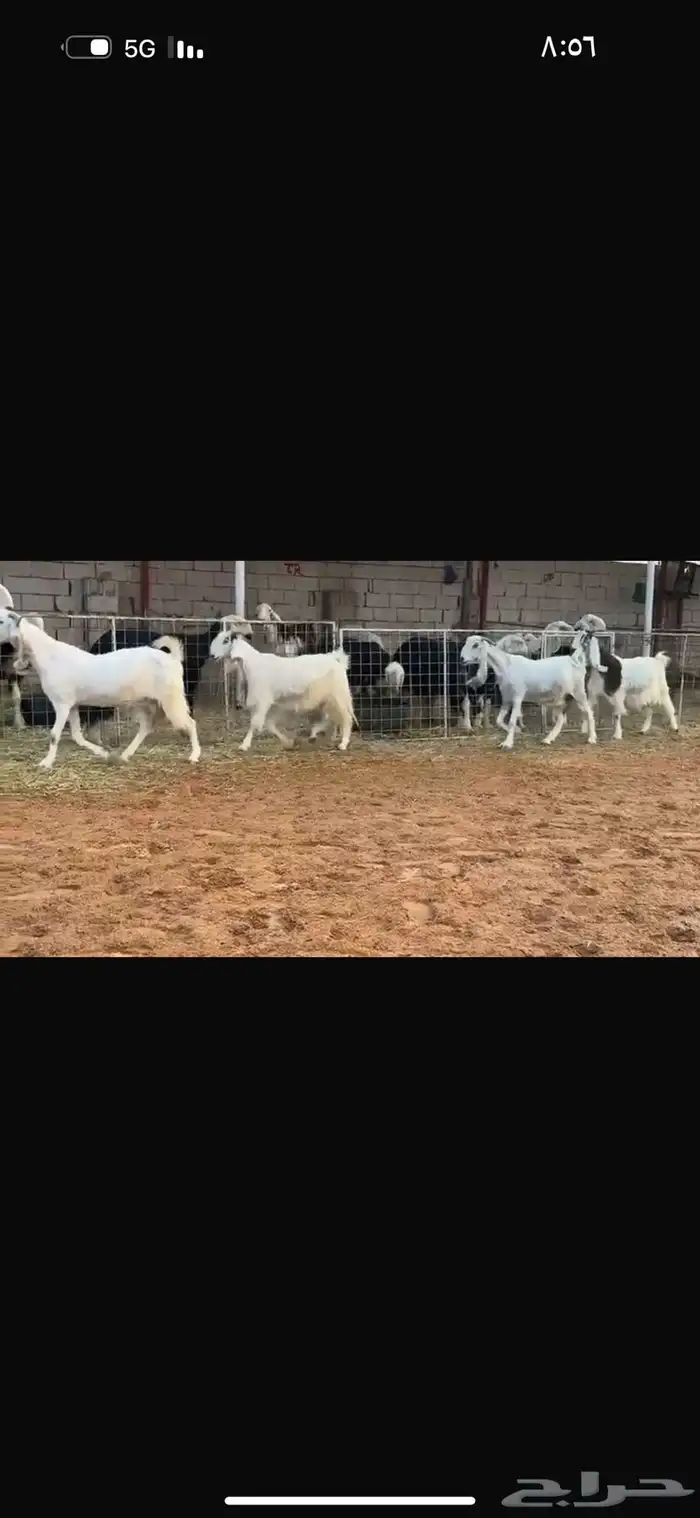 عرض بيع معز مطوره 0