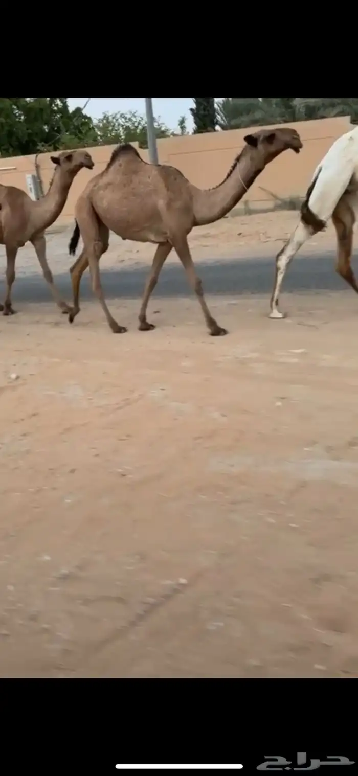 للبيع مفروده رمانيه كفوو 0