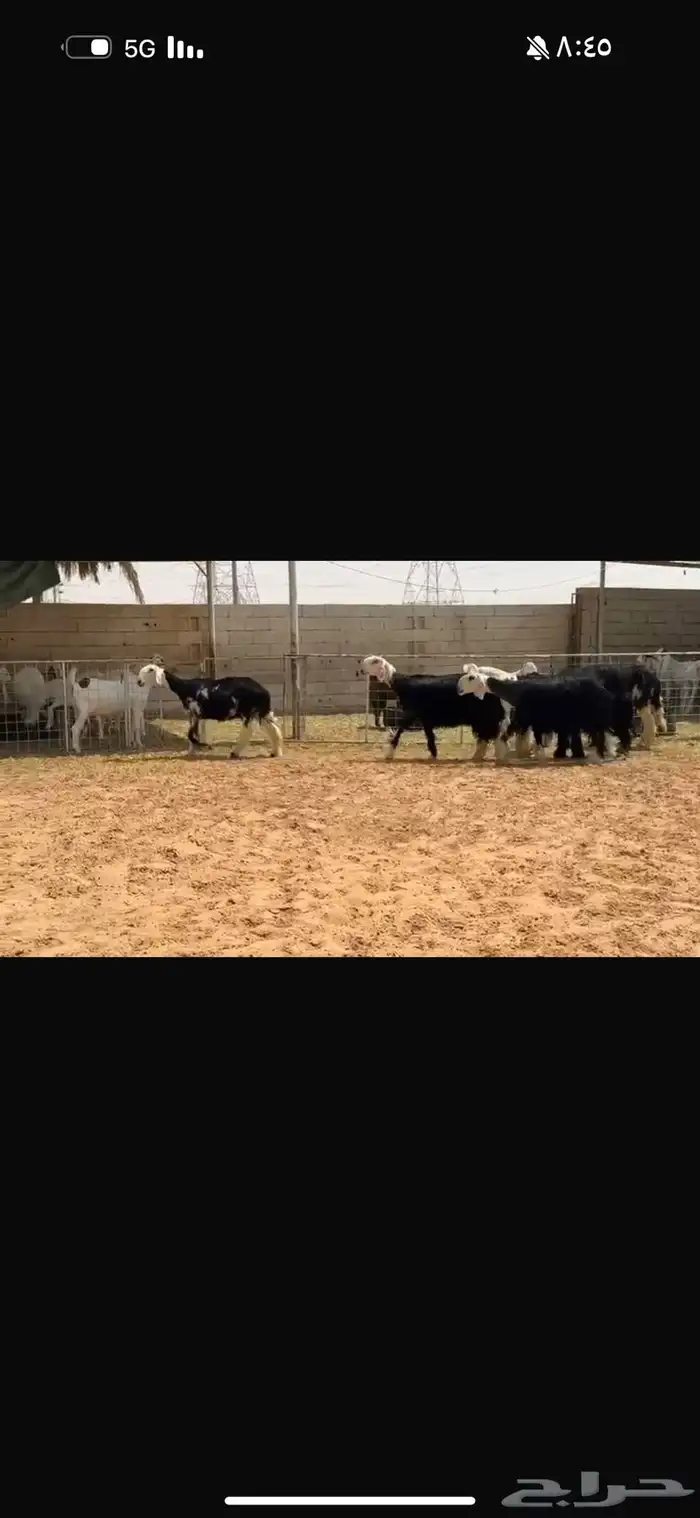 عرض بيع جذعات وثنوات فحص سونار 3