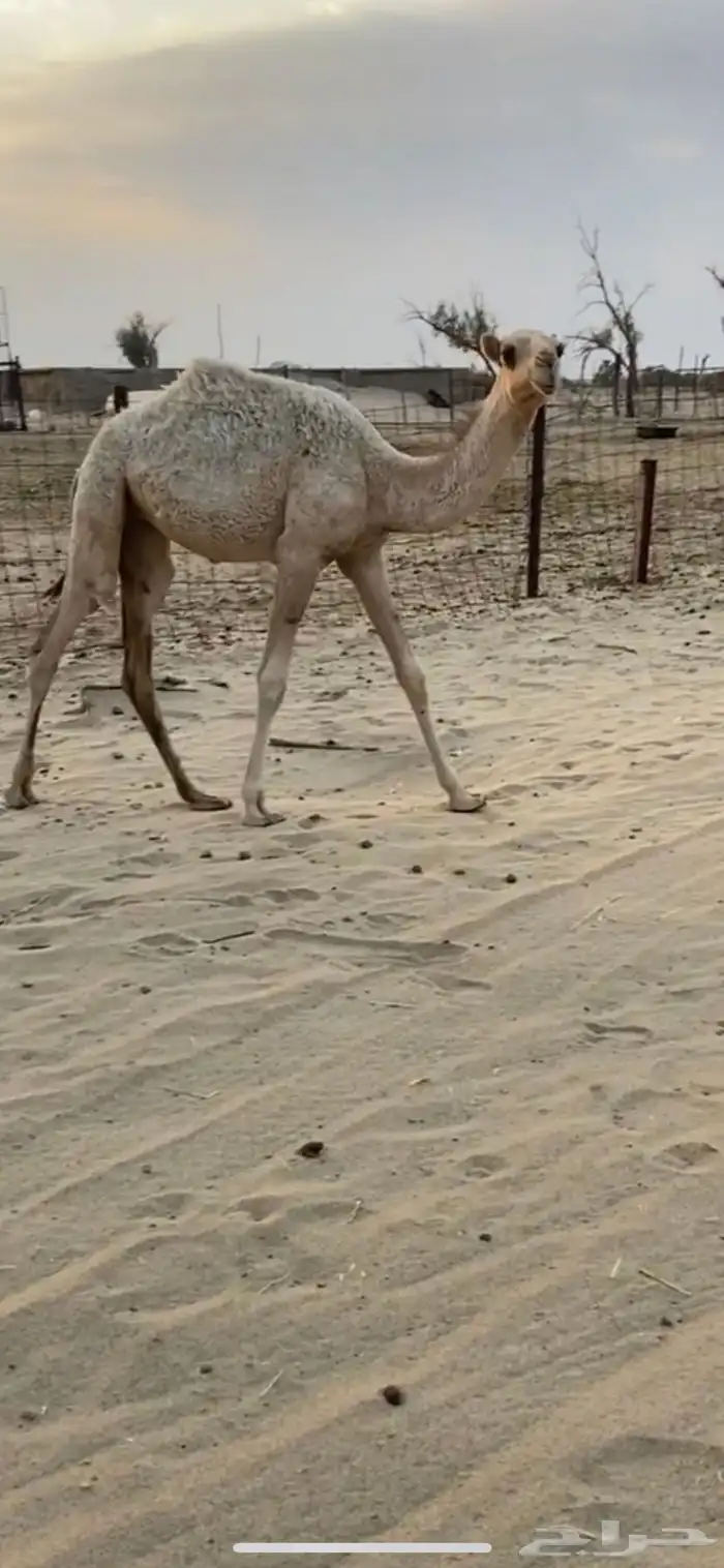 بكره 0