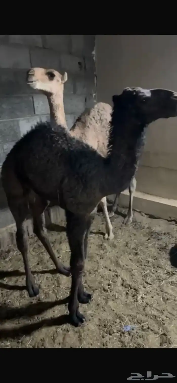 قعدان تربيه 0