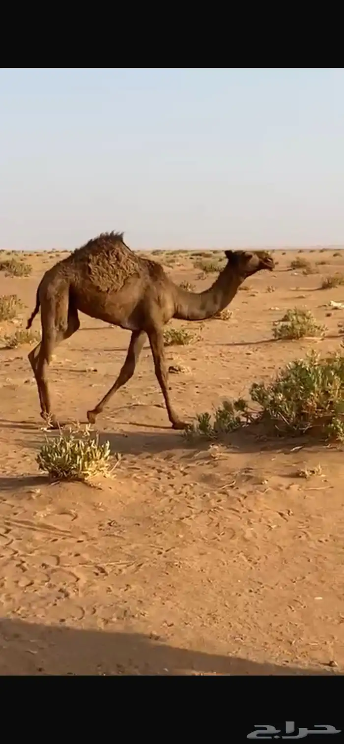 بكره صفرا 1