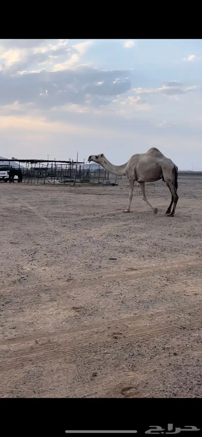 ضريبه شقحا 2