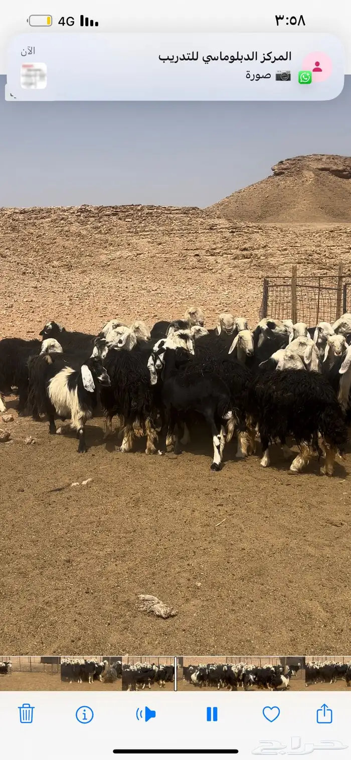 مراح نجد ومعزا طيبه عددها 42 راس والمعزا 8 روس 2