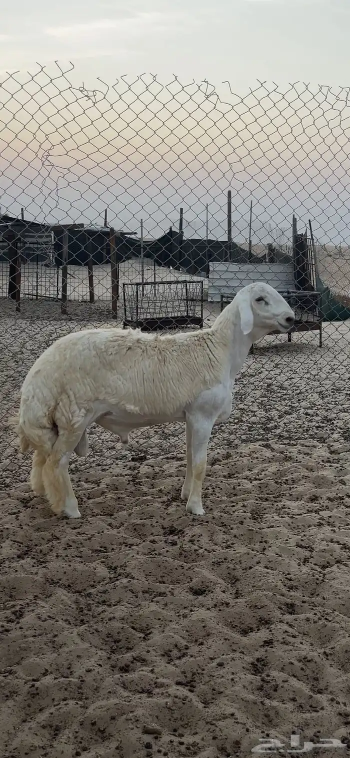 مشروع فحل حري ( تم البيع ) 0