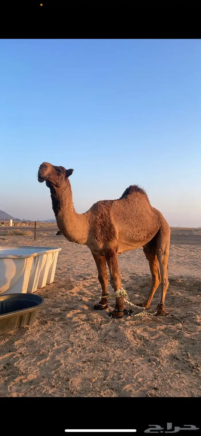 للبيع اصفر 0